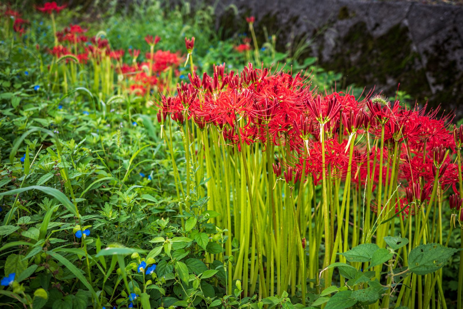 The Return of the Spider Lilies