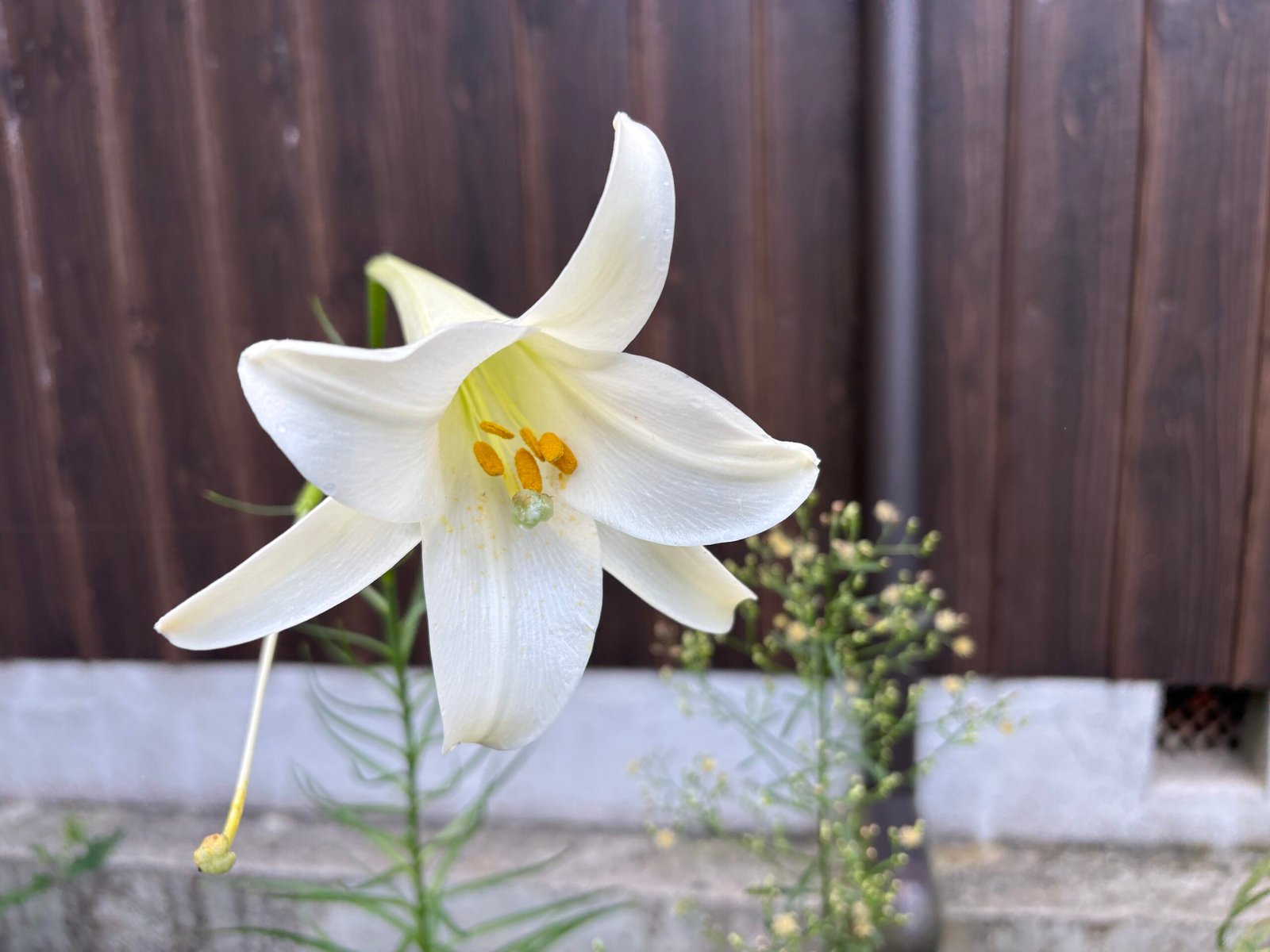 A large white flower with bright yellow stamens.